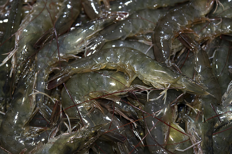 冷链物流可以发活海鲜吗,全国农产品冷链运输方式