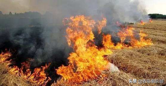 烧秸秆禁令原视频,秸秆禁烧禁抛的通告