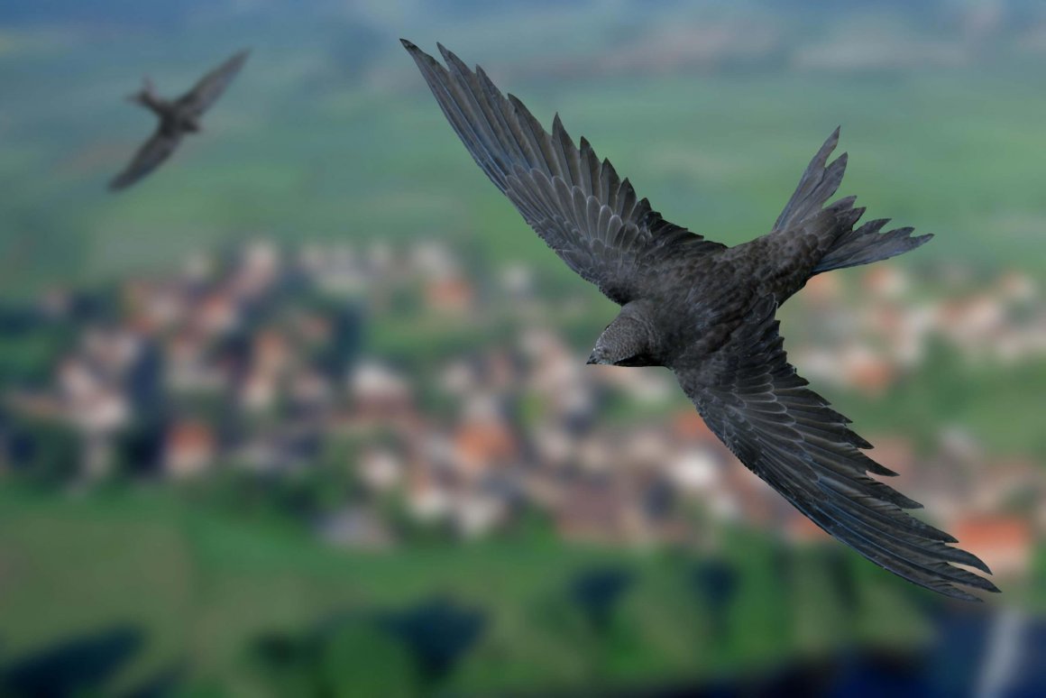 雨燕最快飞行速度,每天飞行4000公里