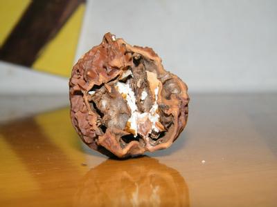 什么是文玩核桃,什么是文玩核桃反碱