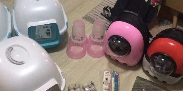 新手铲屎官怎么养猫,新手铲屎官养猫知识