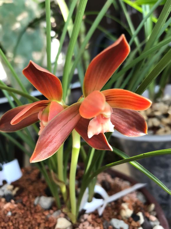 养花的人来看看,此花获得兰花“金奖”,誉为:中国兰花第一红