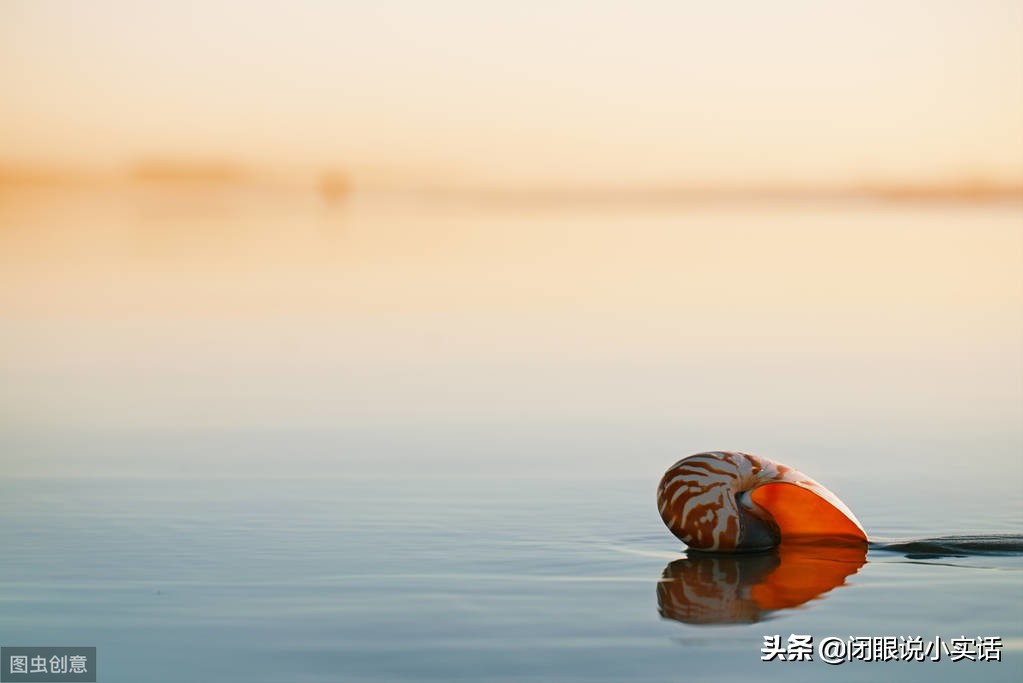 史前活化石鹦鹉螺,世界十大活化石鹦鹉螺