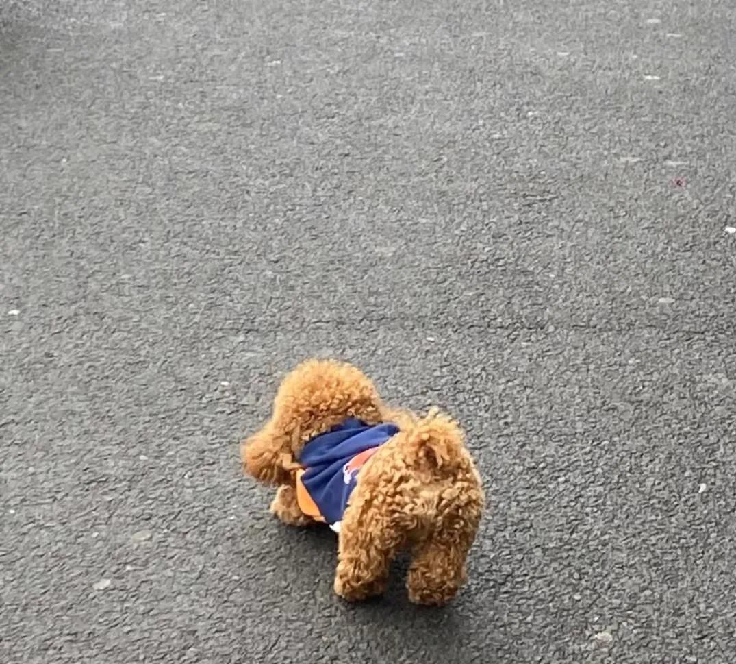 猫咪长了像胡子一样的毛 (为什么一个月多的猫咪毛发很凌乱)