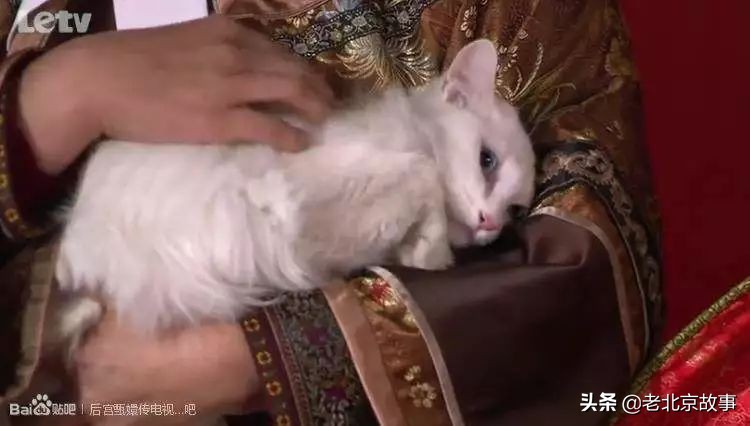 故宫成了动物园,故宫北京动物园