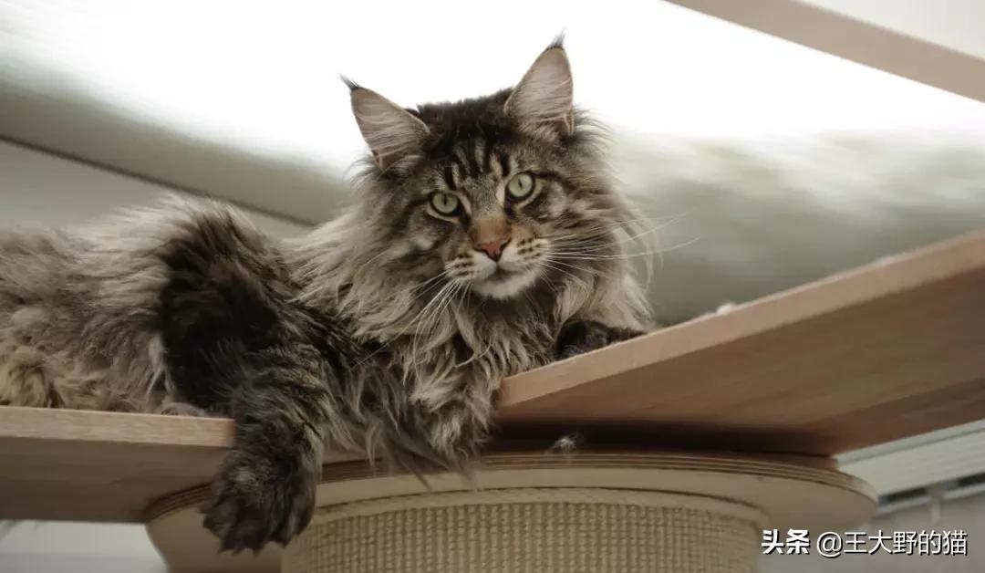 长不大的猫咪都有哪些品种,白色带渐黄短毛猫咪品种大全