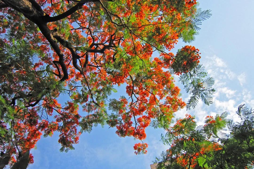 漫游东游西荡,漫游深圳城市