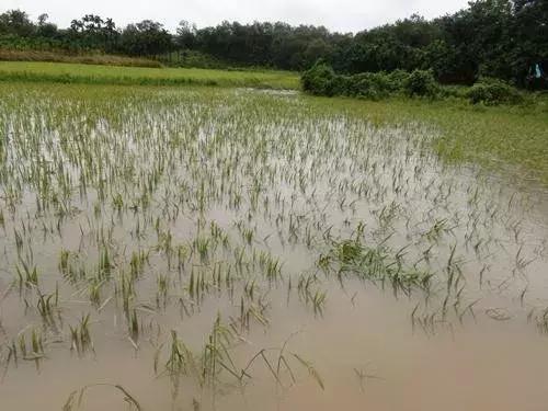 台风利奇马造成农作物受灾面积,利奇马台风农业损失