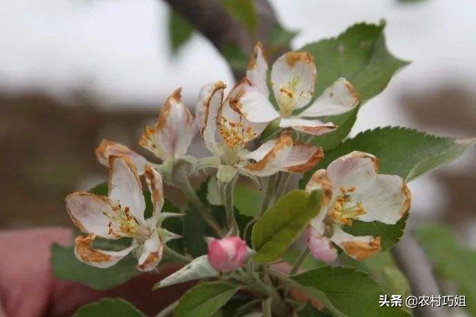 苹果春季冻害怎么判断,苹果花期冻害预防及补救技术方案