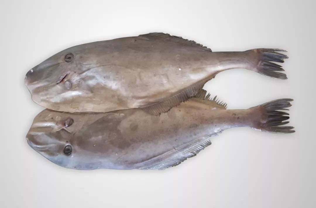 荣成哪种海鲜最值得信赖,荣成海鲜市场最大的螃蟹有多大