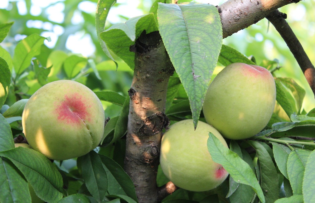 桃子幼果期突然僵果,桃子僵果怎么办打啥药