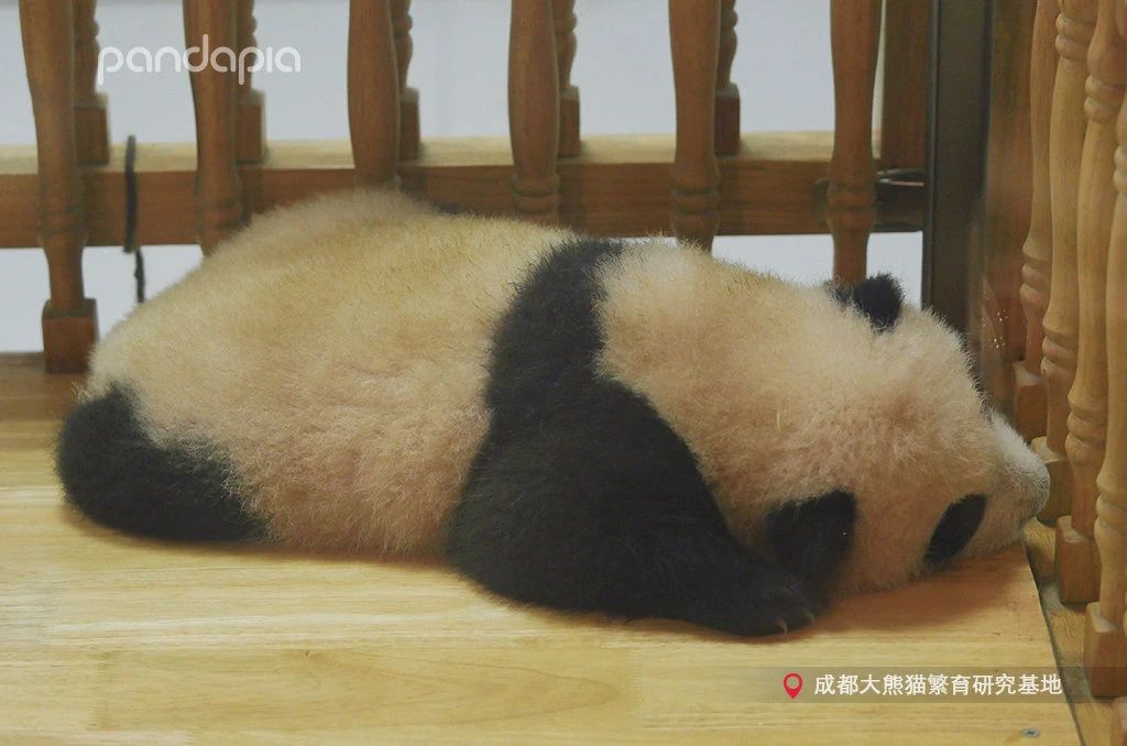 新品种大熊猫七仔,大熊猫花花和大熊猫七仔