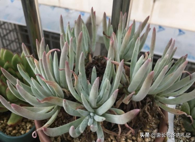 杜爱丽丝多肉怎样养,多肉爱杜丽丝用什么土种好