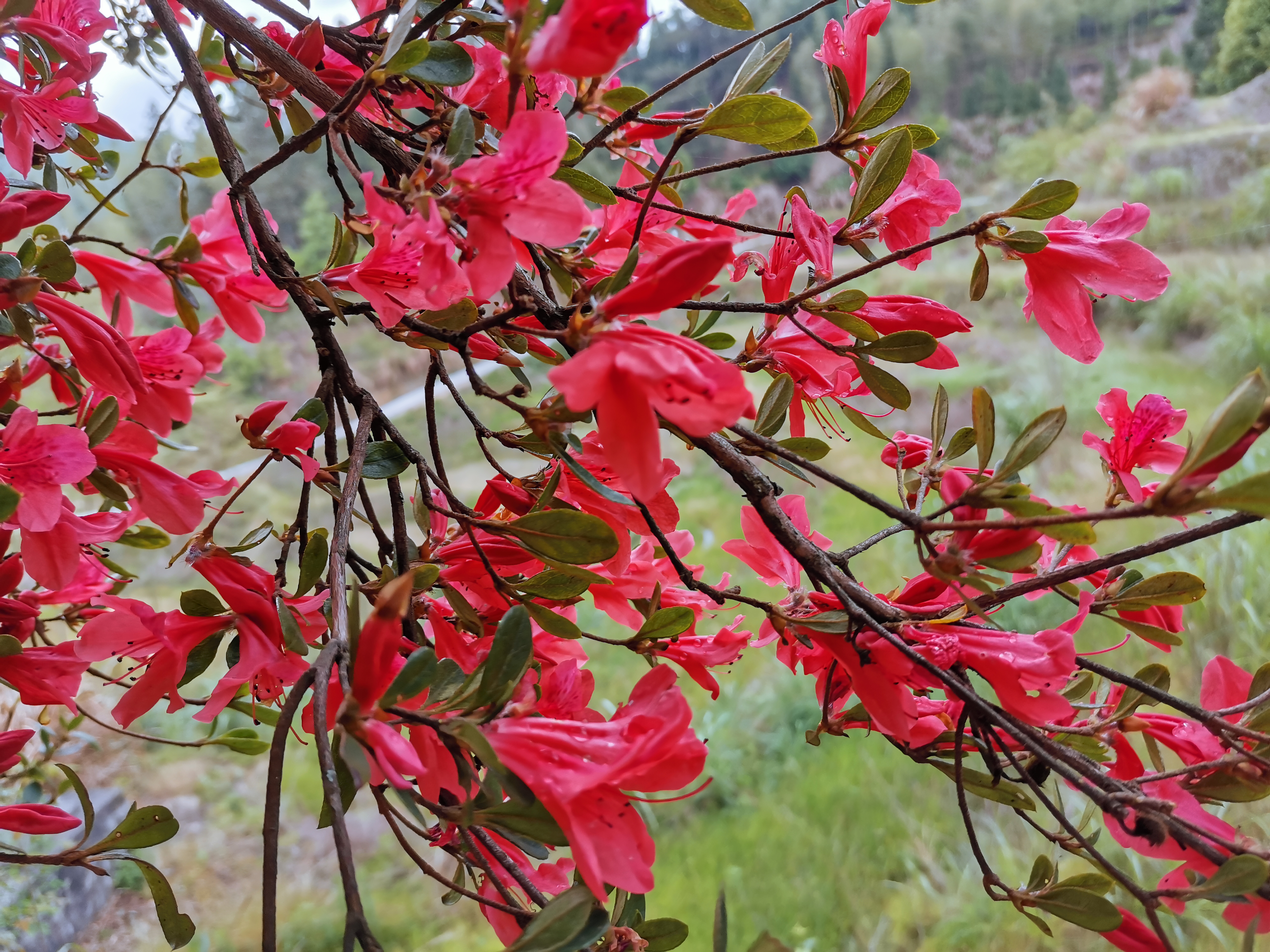 深山野生杜鹃花,中国最好的野生杜鹃花