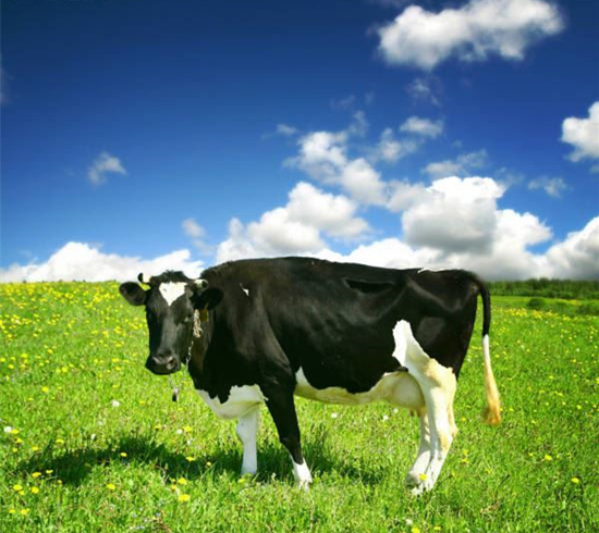 法国原装进口奶粉,纯牛乳的奶粉推荐