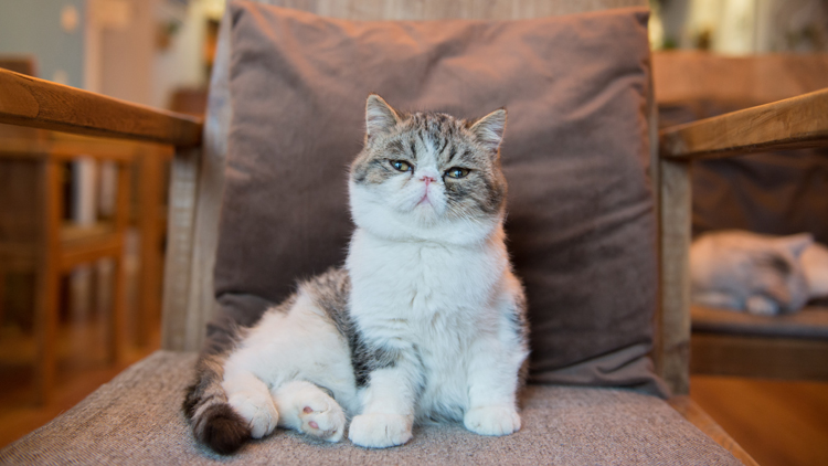 猫咪有洁癖乱拉屎怎么办,猫咪身上跳蚤应该怎么全部清除