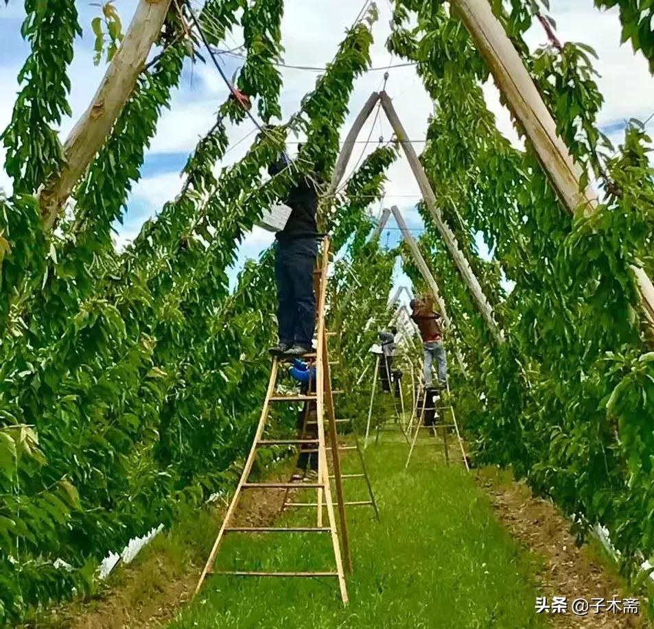 智利为什么要出口大量车厘子,智利车厘子为什么那么厉害