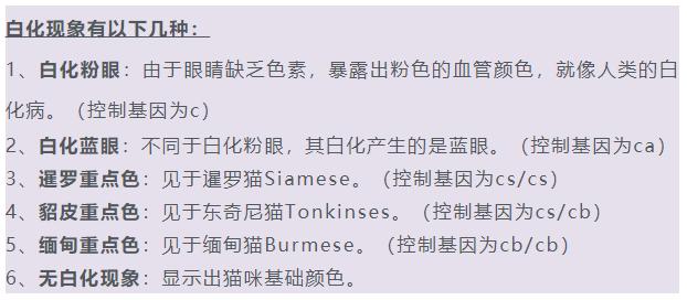 中华田园橘白猫脾气好吗,中华田园白猫配什么猫