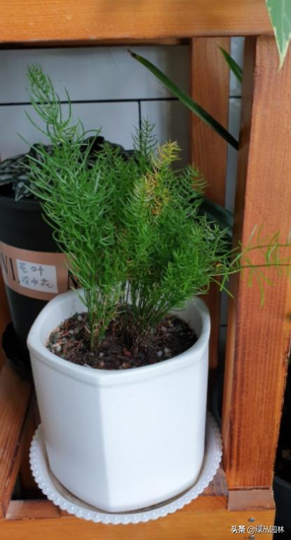 武汉养花技术哪里培训,北京养花小技巧