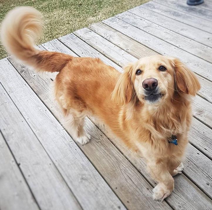 鐩樼偣鍚勪釜鐗瑰埆鐨勬潅浜や覆涓茬嫍,鍝簺瀹犵墿鐘覆涓茶捣鏉ユ洿濂界湅