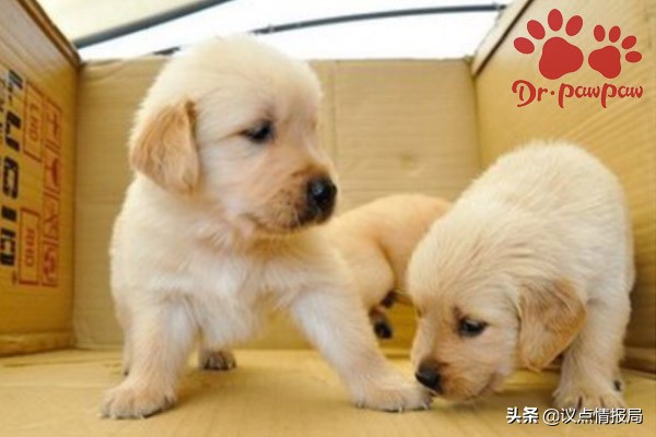 狗狗微量元素有没有用,狗狗微量元素哪个效果好