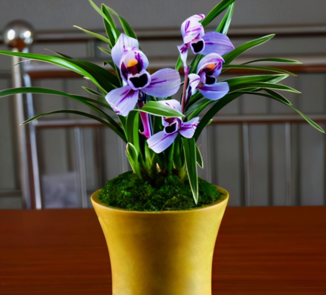 建兰金边紫月养了几年不开花,建兰紫月荷怎么分叶芽和花芽