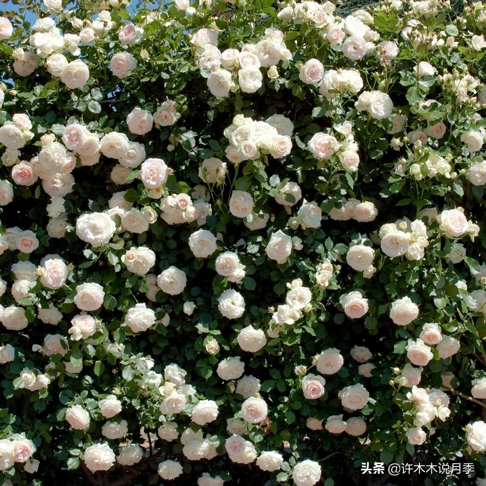 25个经典藤本月季大盘点。种一颗花满墙，新手好养长得快