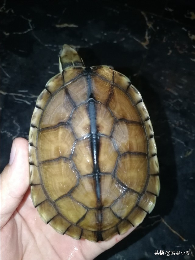 石金钱龟也叫黄喉拟水龟吗,黄喉拟水龟和石金钱龟通灵性吗