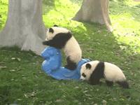 玉米地发现不明液体怎么办,玉米地发现的怪事