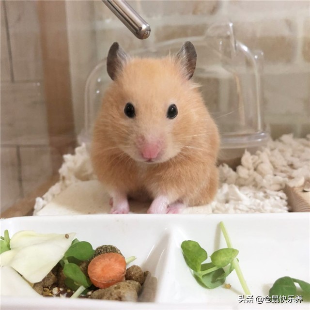 仓鼠因吃的太好而遭羡慕，但鼠鼠却愁容满面，表示菜单该换了