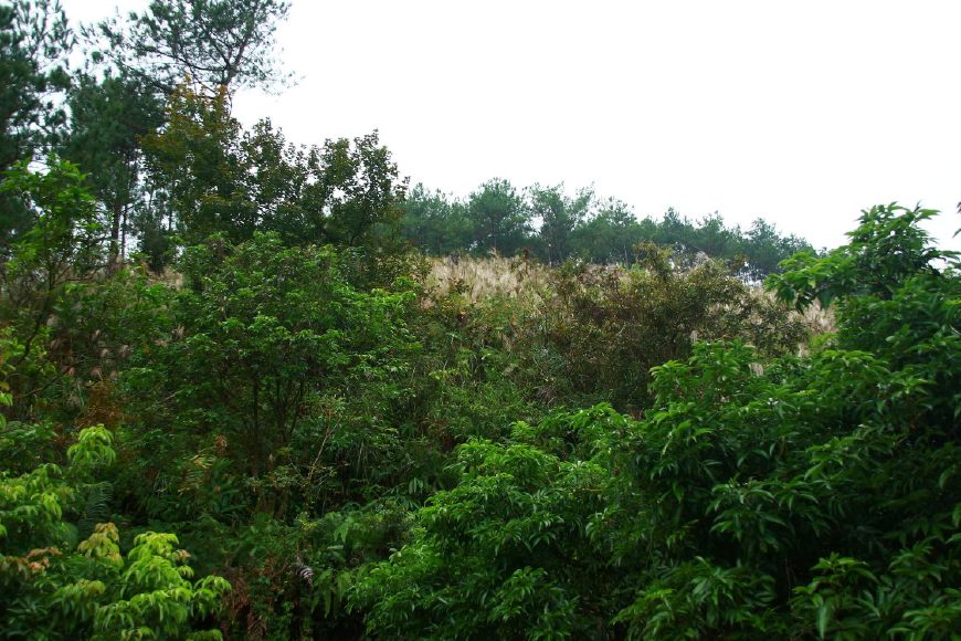 蜜蜂喜欢在什么样的地方居住,蜜蜂一般在野外哪些地方