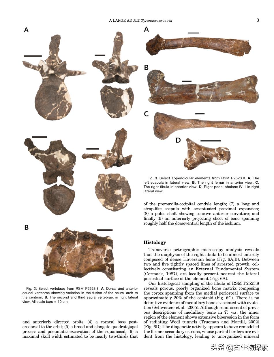 古生物学家恐龙化石霸王龙,中国发现霸王龙化石
