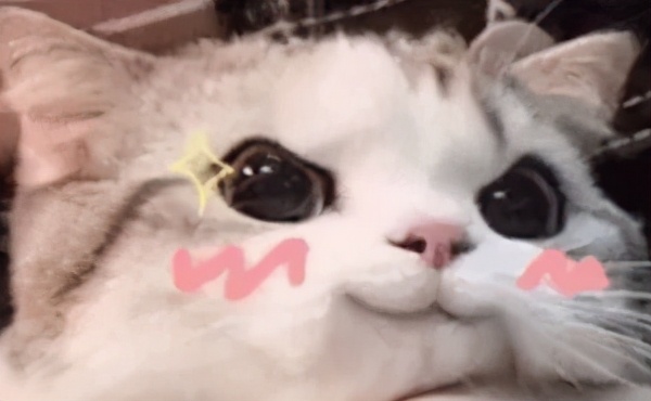 猫咪最适合哪种猫包,透明猫包对猫咪有哪些不好