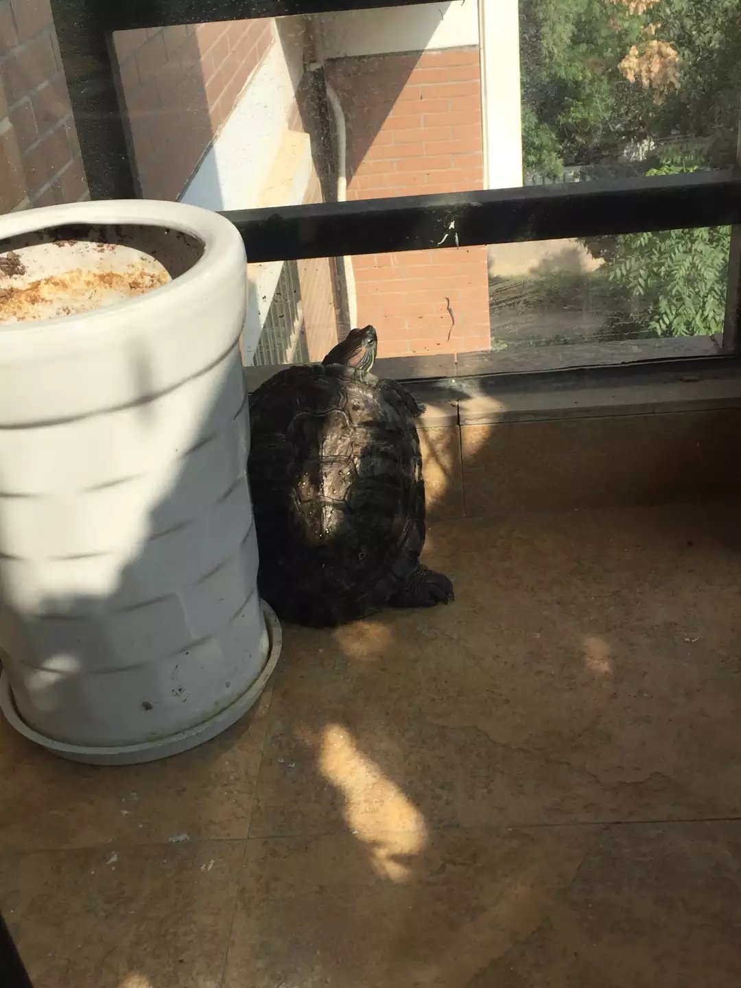 日本老人养一只大乌龟,养12年的大乌龟被找到