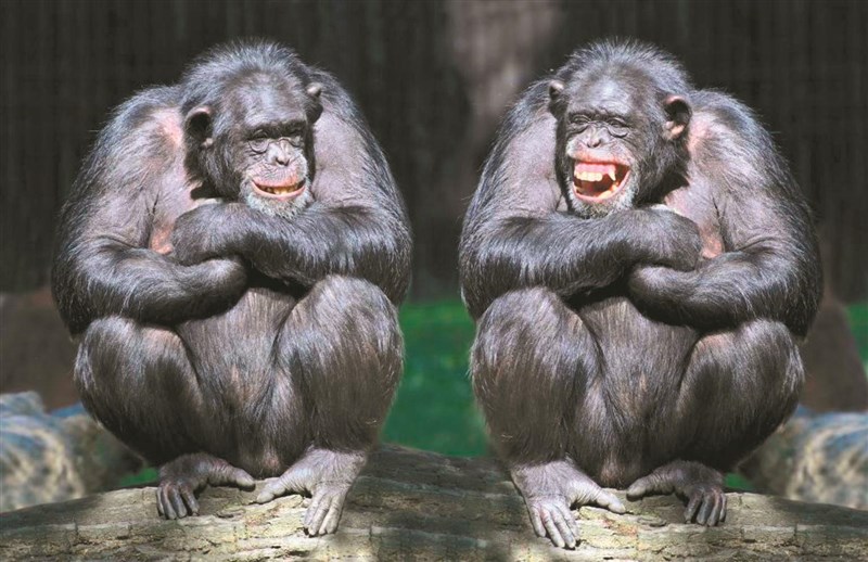 狗子交配后，为什么还背对背连在一起分不开？难道这样不危险么？