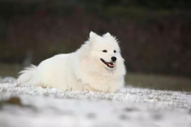 72种名犬分类介绍及图片,72种名犬及图片