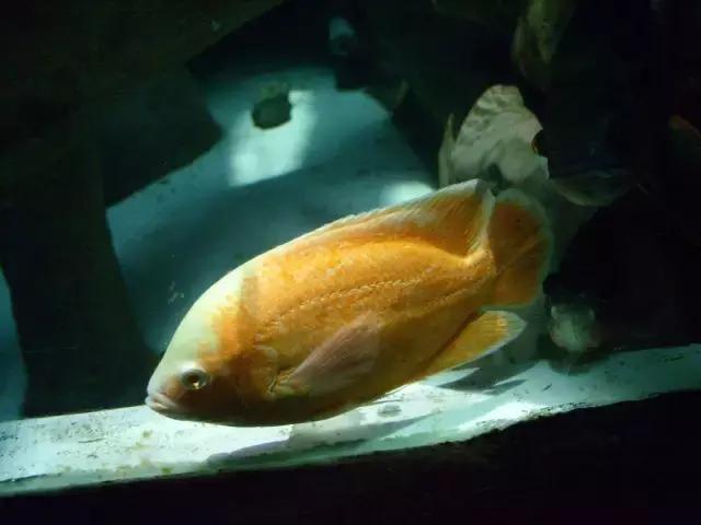 会咬鱼的观赏鱼,观赏鱼哪些不会咬人