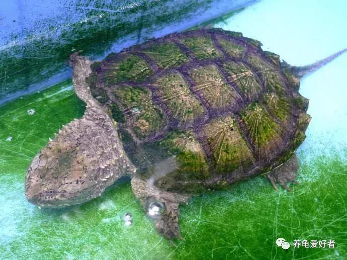 养龟水起青苔怎么办,怎么在龟背上养青苔