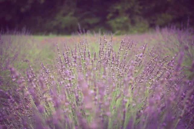 薰衣草花科普,薰衣草花的种类及图片