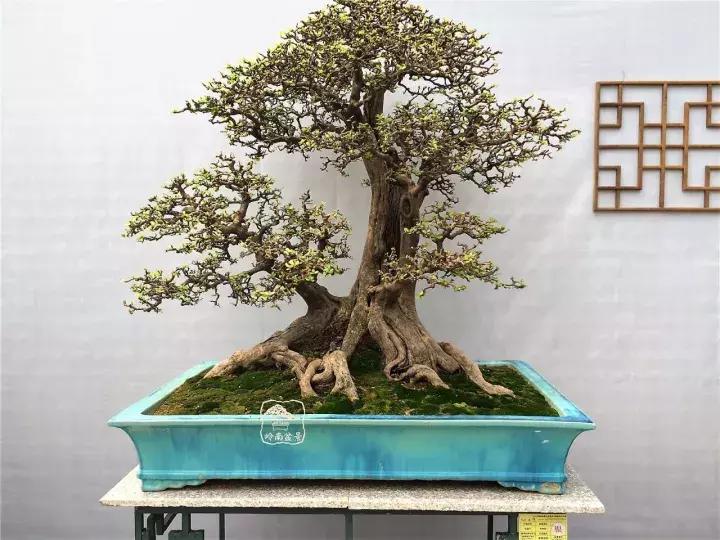 造型极美的盆景一起来欣赏,一组风吹出来的盆景欣赏动感十足