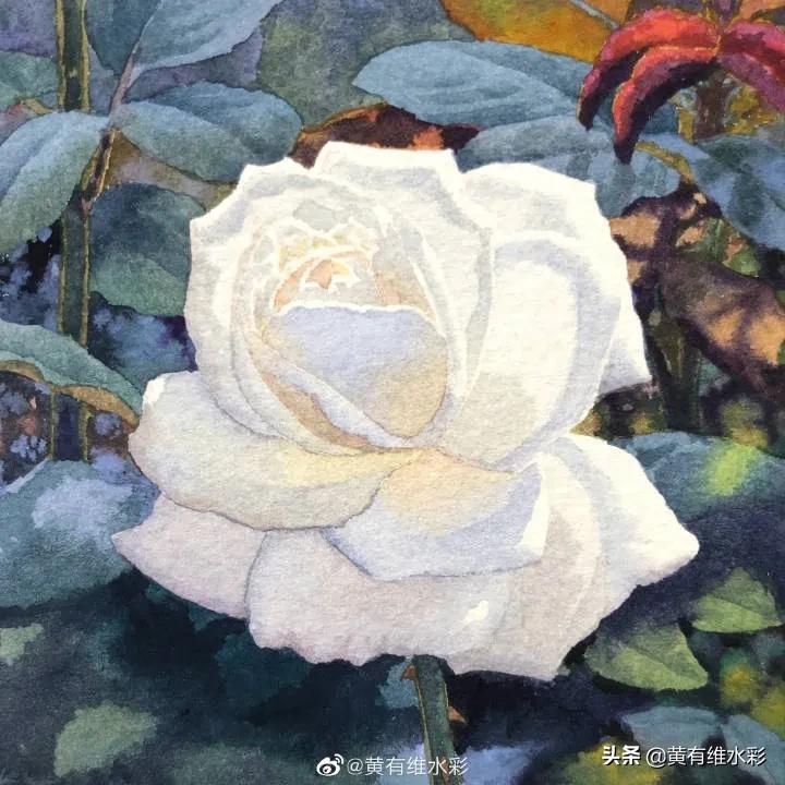 这朵白玫瑰99.99％是水，花瓣看起来很通透