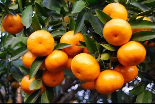 惠州特产有哪些可以送人的,惠州有什么特产送礼