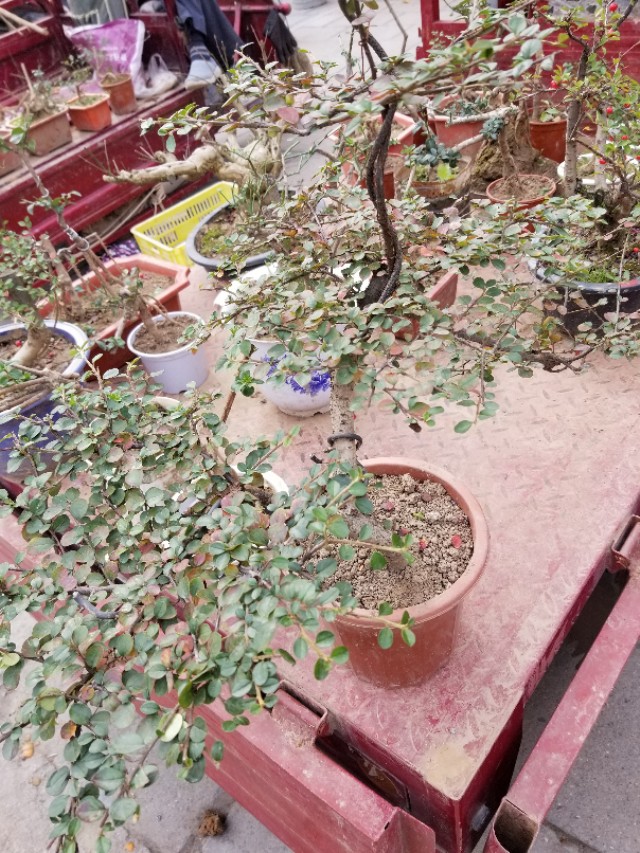 平枝栒子产地,最近卖平枝栒子