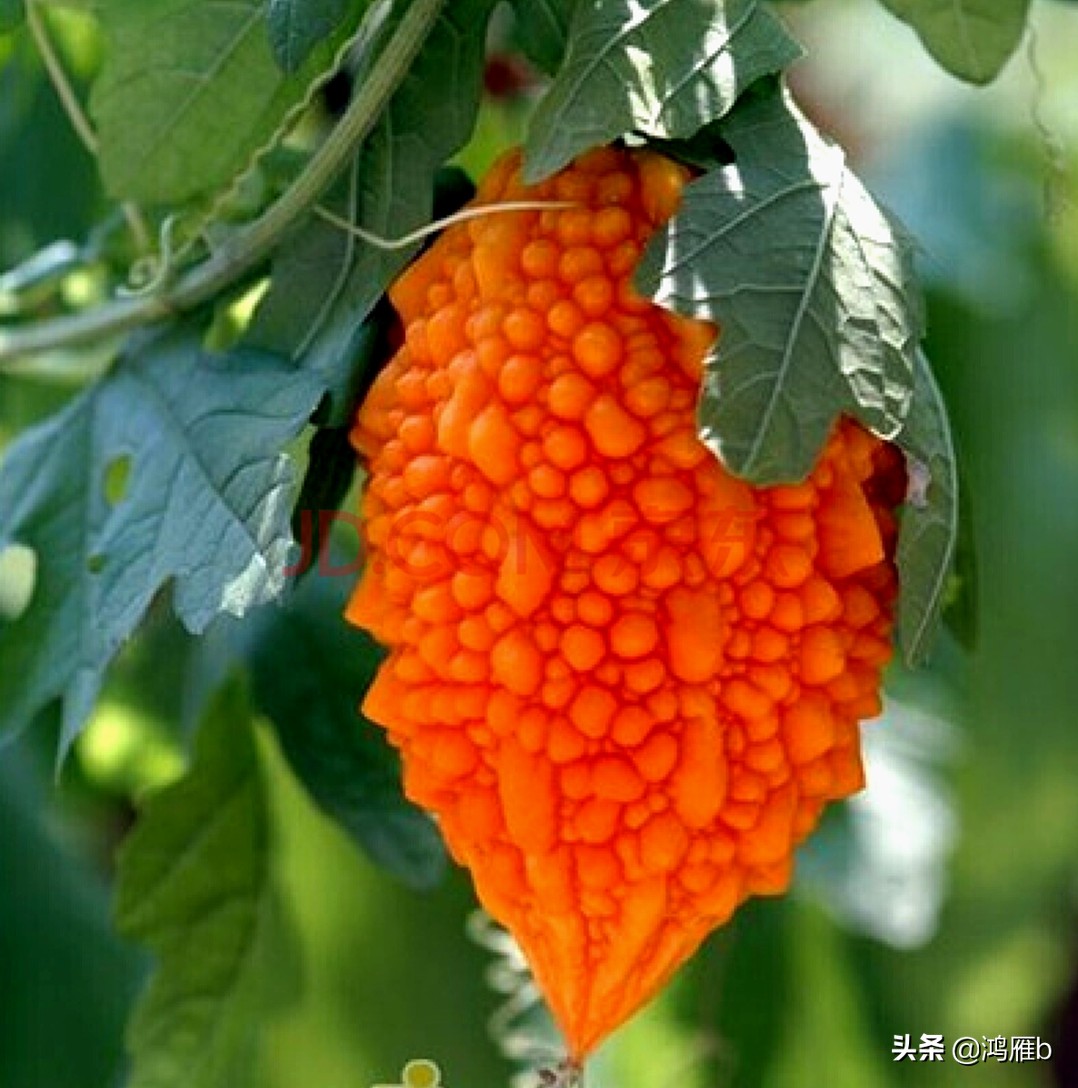 您认识这是什么，能叫出它的名字吗？