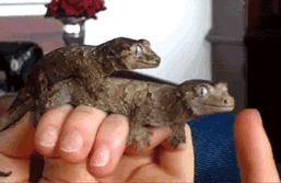 让你心动的搞笑图片,搞笑gif笑死人的动图