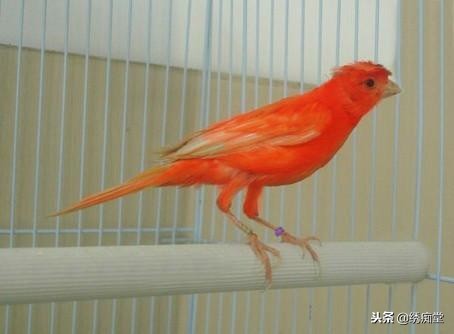 金丝雀的外形是怎么样,金丝雀鸟形态特征有哪些