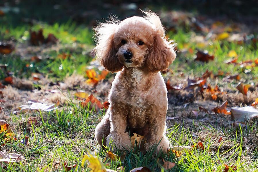 灰泰迪毛色变浅了怎么往回养,小泰迪毛色变浅吃什么能恢复