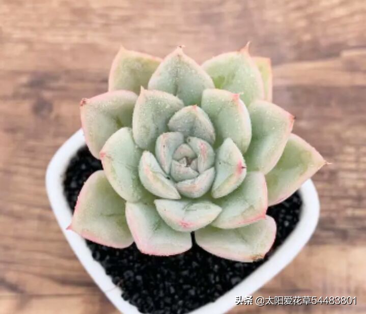 月亮仙子多肉不晒太阳可以吗,多肉月亮仙子能耐几度低温