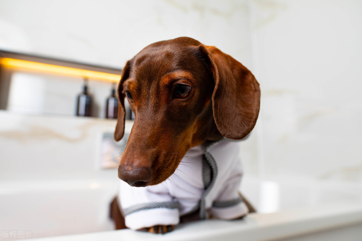 狗狗吃东西卡住了一直咳嗽怎么办,狗狗半夜咳嗽干呕咔咔的怎么缓解