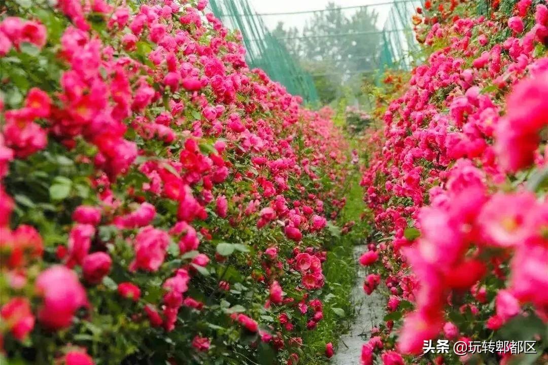 郫都区最美的花海,成都郫都花乡玫瑰开放了吗